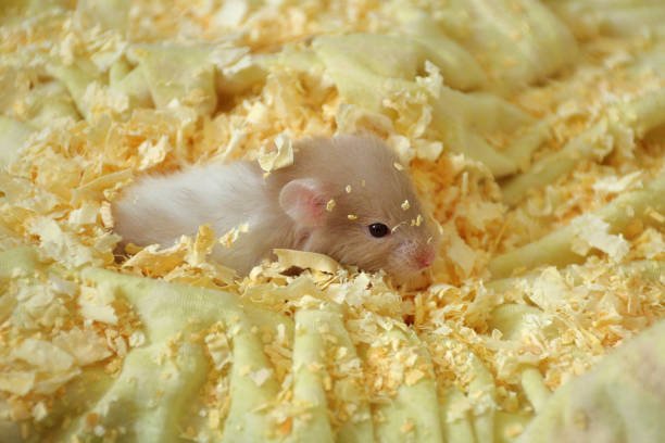  Best Hamster Bedding for Comfort, Burrowing & Clean Cages (Amazon Picks Included!)