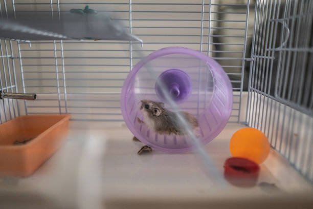 Best Hamster Cage Setup: A Complete Guide for a Safe, Cozy & Happy Habitat