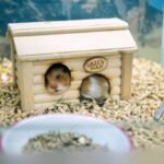 Portrait of a funny hamster sleeping in its cage house