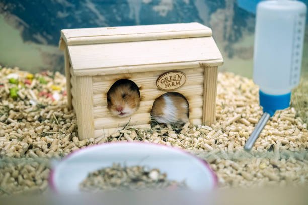 Best Hamster Enclosures for Small Homes: Spacious Setups for Tiny Rooms (Amazon Picks!)