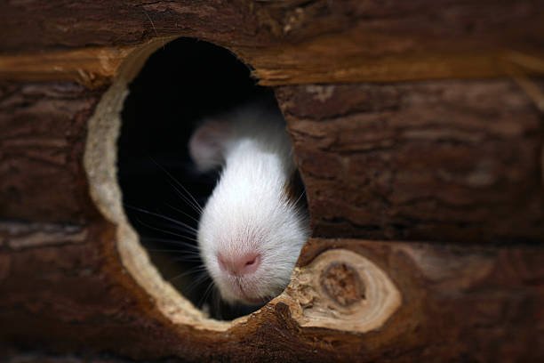 Best Hideouts and Shelters for Rodents: Safe Spaces to Rest, Nest, and Hide