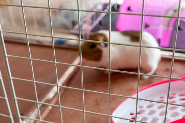 Best Playpens for Small Pets: Safe and Spacious Solutions