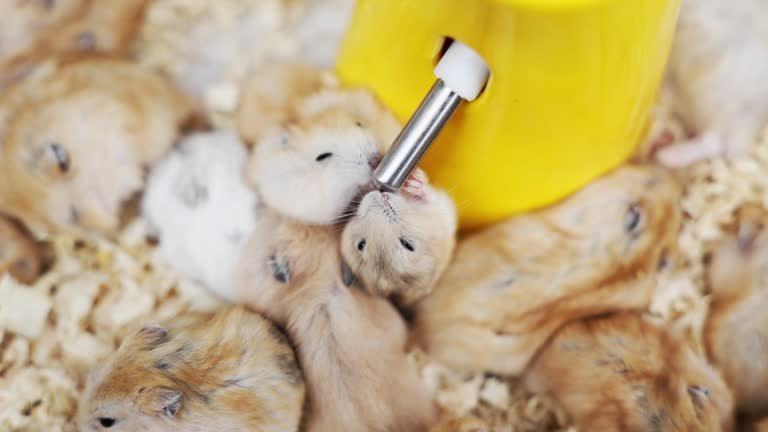 Best Water Bottles for Rodents: Spill-Free, Clean Hydration for Happy Pets