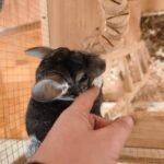 Man cuddle his cute small chinchilla pet at home cage in house