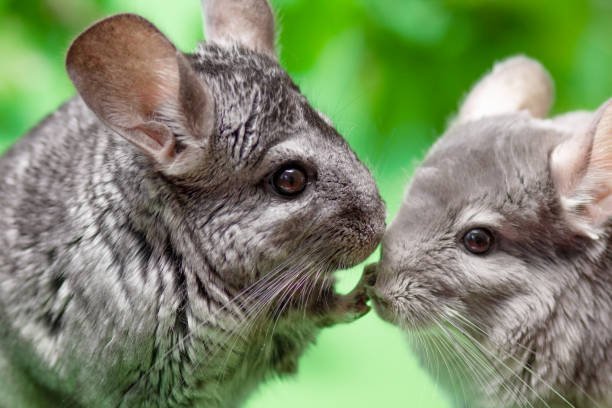 Best Chinchilla Names: Cozy, Cute & Unique Ideas for Your Gentle Companion