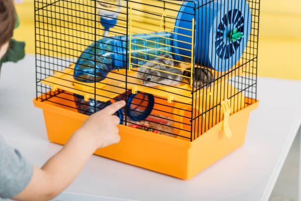 Best Ferret Cage Setup: Creating a Cozy, Safe Home for Your Playful Ferret