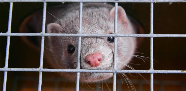 How to Take Care of Ferret Fur: Soft, Shiny, and Smelling Sweet!