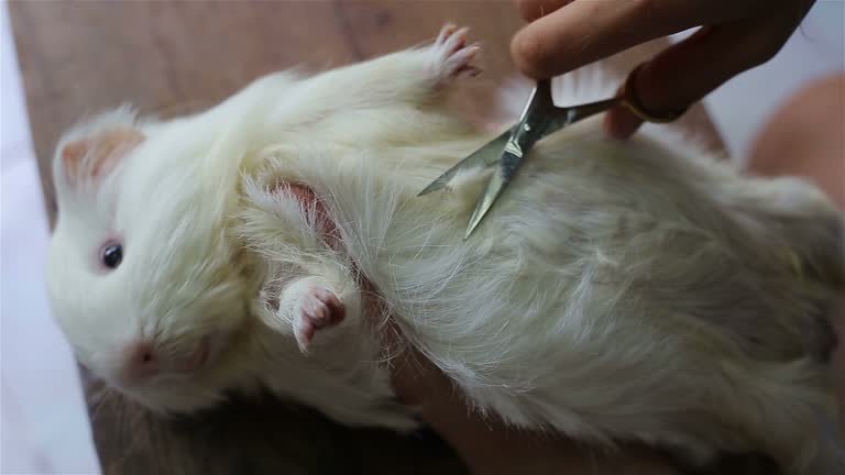 7 Best Grooming Kits for Small Pets: Keep Your Rodents Clean, Happy, and Healthy