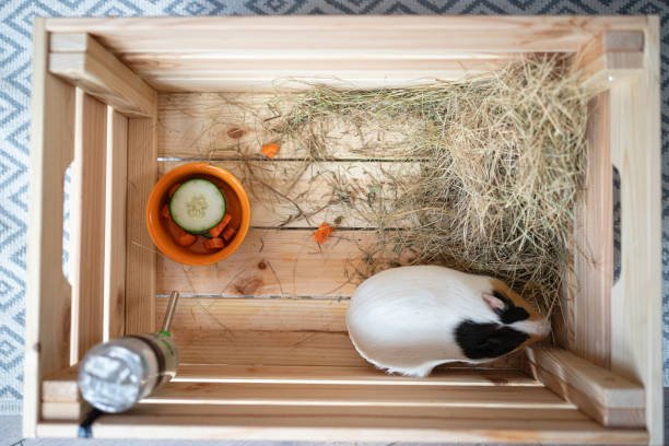 Best Guinea Pig Cage Setup: Cozy & Practical Guide for Happy Piggies