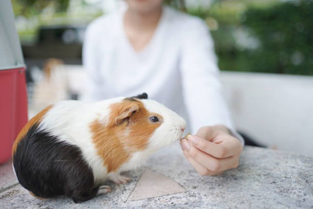 Best Guinea Pig Food: Nutritious & Cozy Choices for Happy Piggies