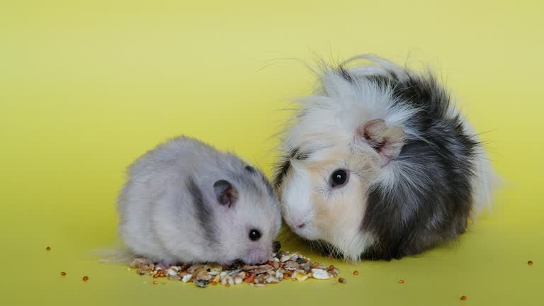 Best Hamster Breeds for First-Time Owners (Cozy Pets for Small Homes)