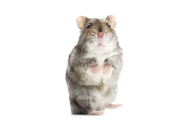 How to Take Care of Hamster Fur: Keep Your Tiny Friend Clean, Fluffy, and Happy