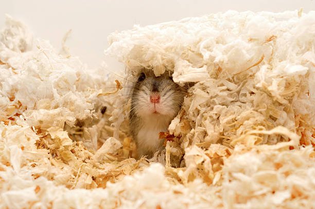 Designing Hamster Habitats: Go Natural and Safe for a Happy, Healthy Pet