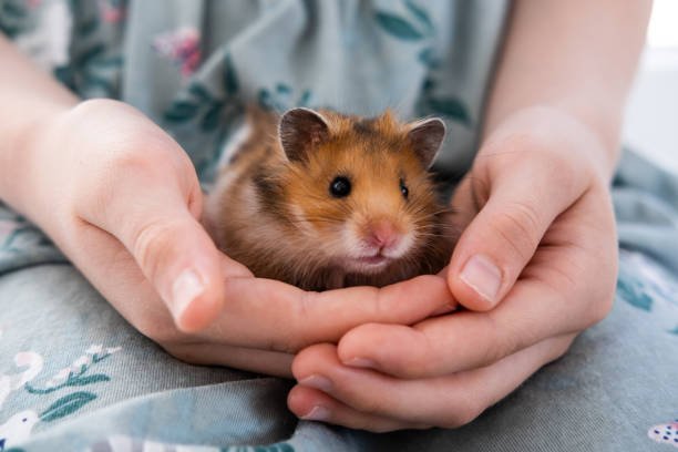 Best Hamster for Kids: Choosing the Right Pet for Little Hands and Big Hearts