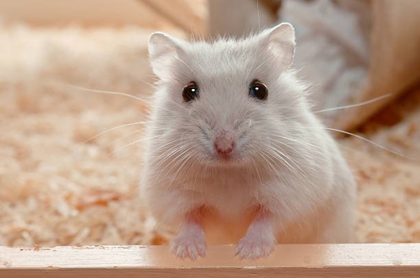 100+ Best Hamster Names (Cute, Cozy, and Full of Personality!)