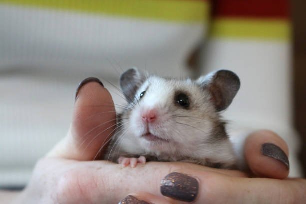 13 Mistakes to Avoid as a New Hamster Owner (Especially in Cozy Homes)
