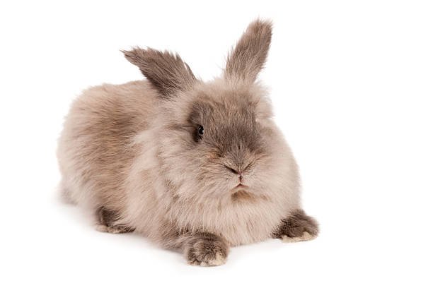 How to Take Care of Rabbit Fur: A Cozy Mom’s Guide