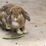 rabbit. HD 1920×1080 Format