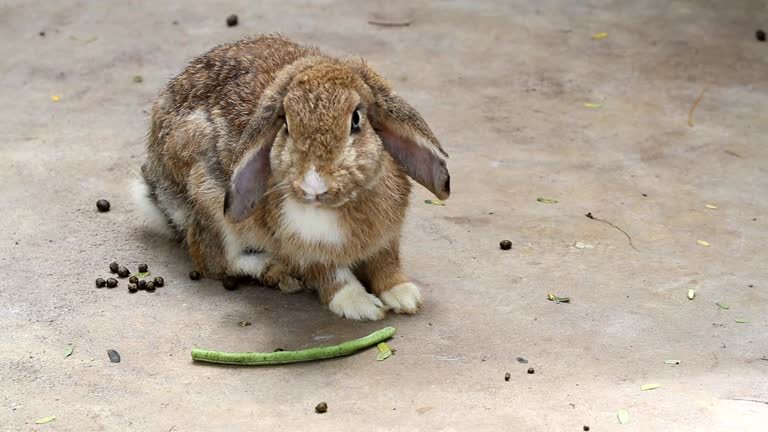Think Rabbits Poop a Lot? Wait Till You Meet a Chinchilla