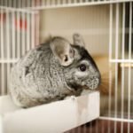 Cute chinchilla outside cage.