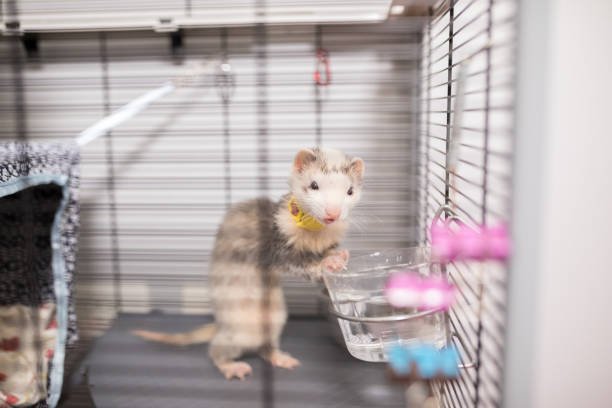 Small Animals Room Ideas: Cozy, Functional, and Stylish Spaces for Your Tiny Friends