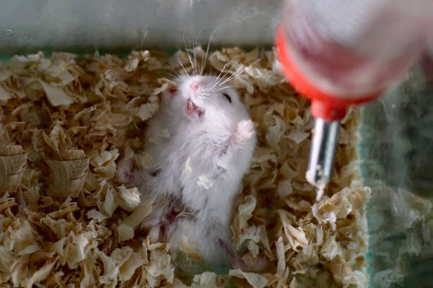 Best Water Bottle for Small Animals: Top Picks