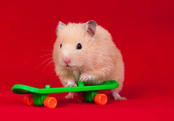 Best Hamster Toys on Amazon for Burrowing, Chewing & Fun (Cozy Home Approved!)