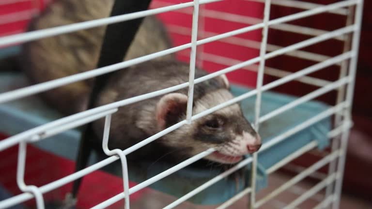 Best Bedding for Rodents: Keep Your Small Pets Comfortable, Dry, and Smelling Fresh