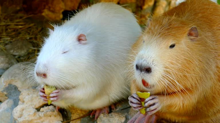 Best Chew Toys for Rodents: Keep Your Small Pets Happy and Their Teeth Healthy