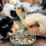 Best Guinea Pig Pellets