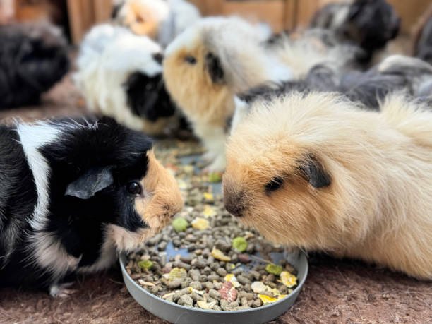 Best Guinea Pig Pellets: Nutritious, Safe & Cozy Choices for Happy Piggies