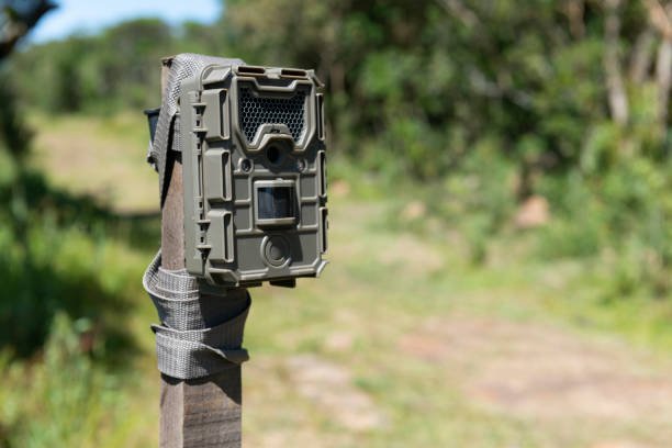 Best Trail Camera for Small Animals: Top Picks
