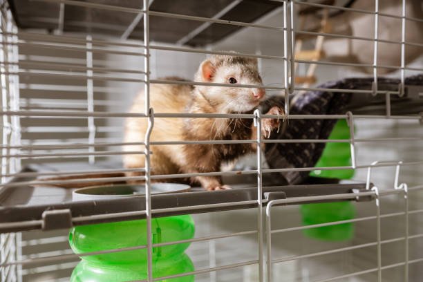 Best Ferret Cages on Amazon: Cozy, Safe, and Space-Smart Homes for Your Playful Ferret