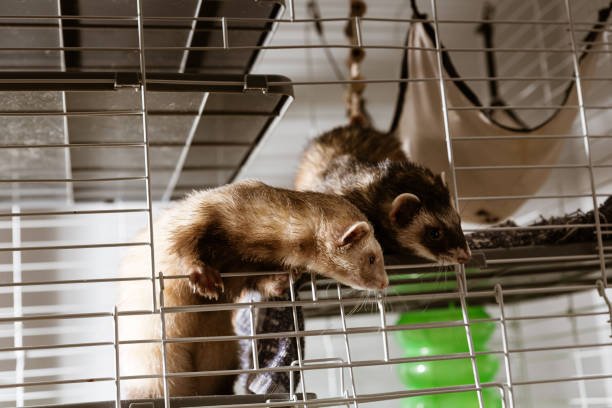 Best Ferret Food: Nourishing Your Playful Ferret with Cozy, Healthy Choices