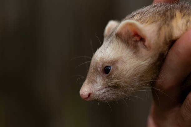 Best Ferret Litter: Cozy, Clean Choices for Happy Ferrets and Small Homes