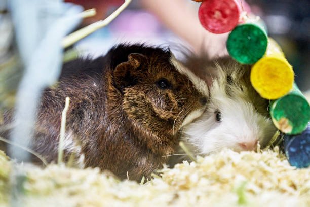 Best Guinea Pig Bedding: Cozy Comfort & Practical Choices for Happy Piggies
