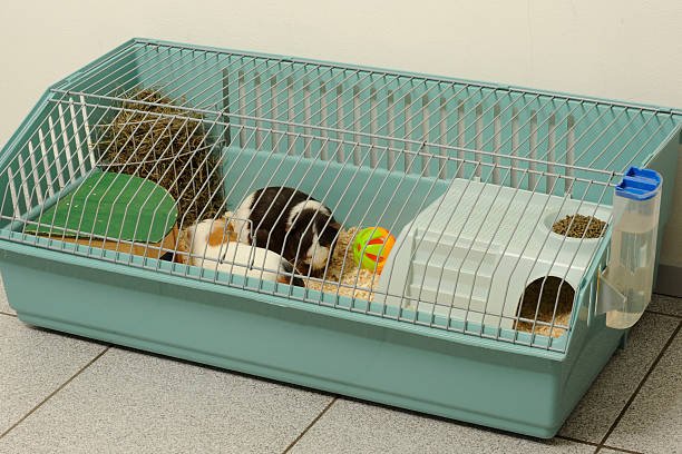 Best Guinea Pig Cages: Cozy, Practical Choices for Happy Piggies