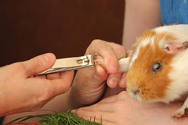 Best Nail Clippers for Small Rodents: A Safe and Easy Grooming Guide for Pet Moms