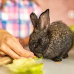 Best Rabbit Food: A Cozy Mom’s Guide to Nourishing Your Bunny Right Rabbit eating carrots indoors