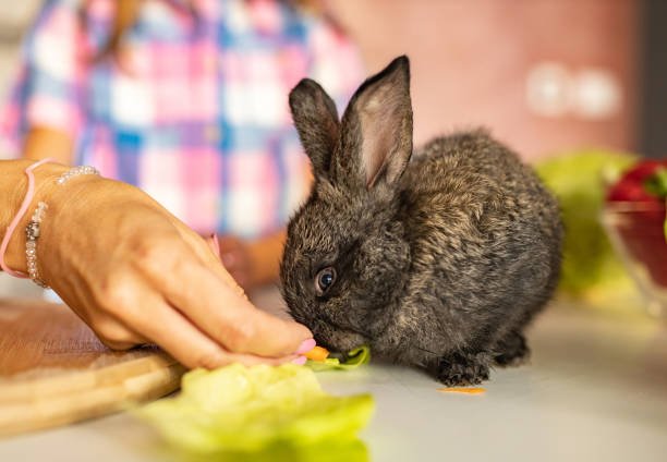 Best Rabbit Food: A Cozy Mom’s Guide to Nourishing Your Bunny Right