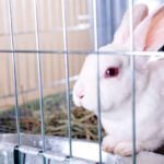 Best Rabbit Hutch: Creating a Cozy, Safe Home for Your Bunny Rabbit Hutch