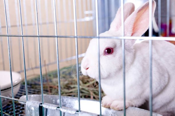Best Rabbit Hutch: Creating a Cozy, Safe Home for Your Bunny