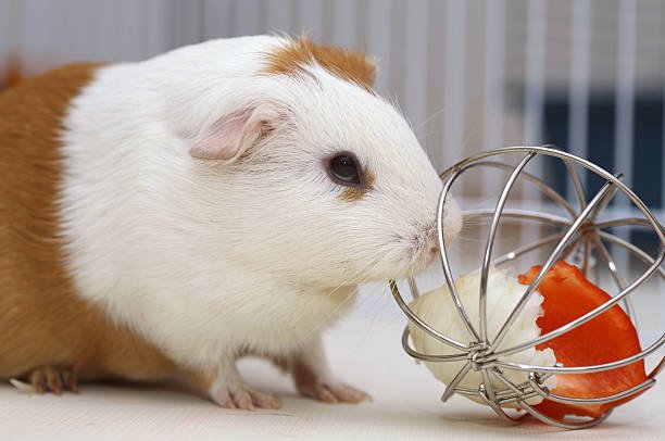 Best Guinea Pig Toys: Fun & Enrichment for Happy, Healthy Piggies