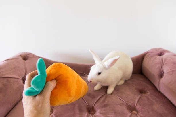 7 Best Rabbit Toys for Happy Indoor Bunnies (Cozy-Mom Approved)