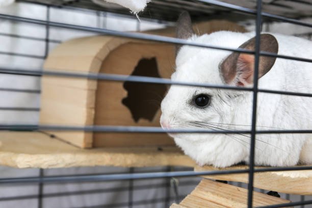 Chinchilla Care in Winter: Maintaining Warmth Without Overheating