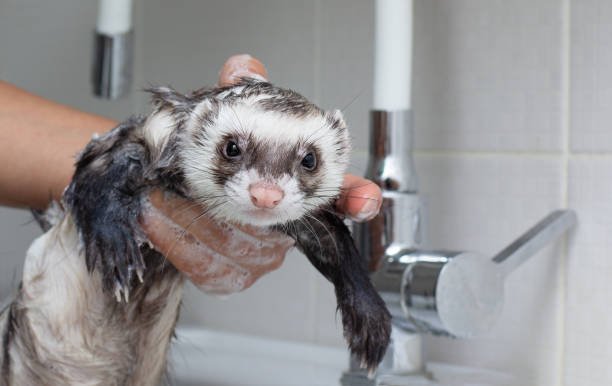 Winter Grooming Tips for Ferrets, Chinchillas, and Rodents