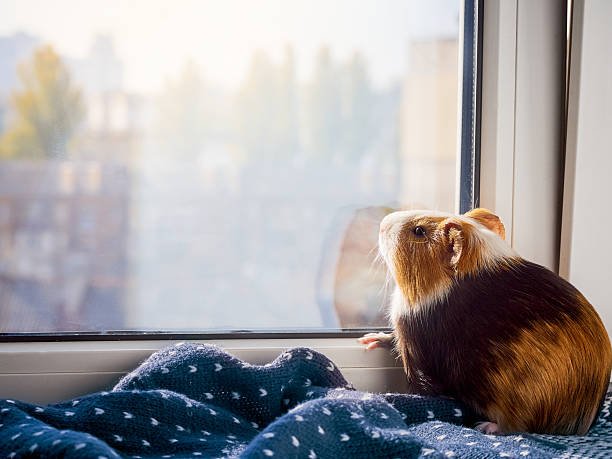 How to Keep Guinea Pigs Active Indoors During Winter