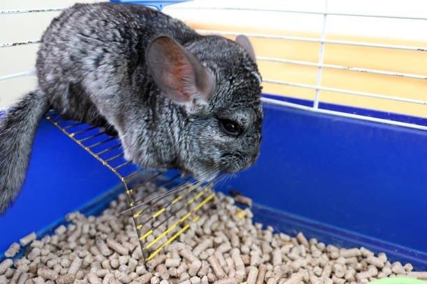 Nutrition for Small Pets in Winter: Keeping Rodents, Ferrets, Chinchillas, and Guinea Pigs Healthy