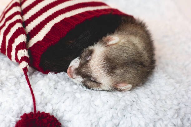 Heating Pads and Warmers for Small Pets: Safety Guidelines