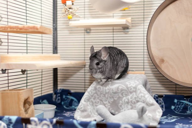 DIY Winter Bedding Ideas for Small Pets: Keeping Rodents, Ferrets, Chinchillas, and Guinea Pigs Cozy